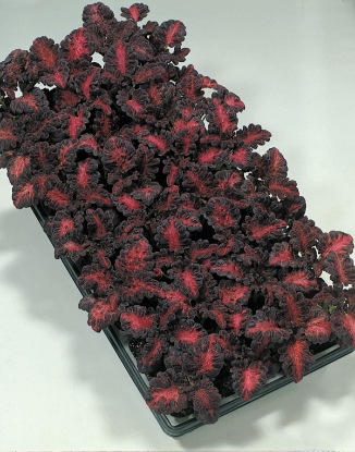 Picture of Coleus - Black Dragon